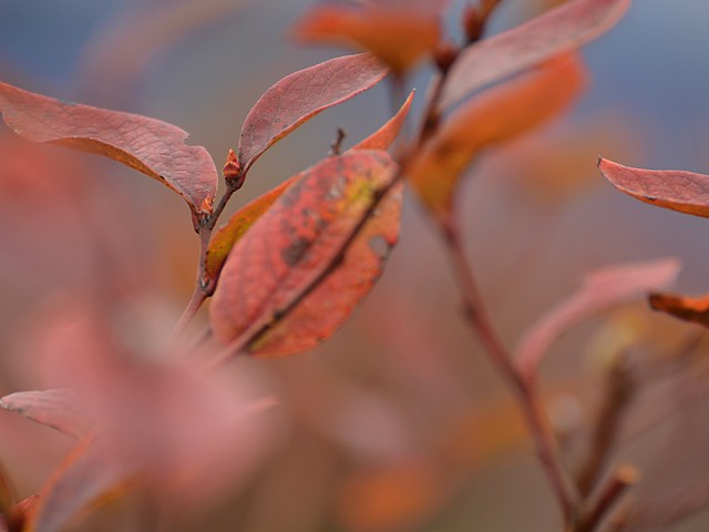 ブルーベリーの紅葉