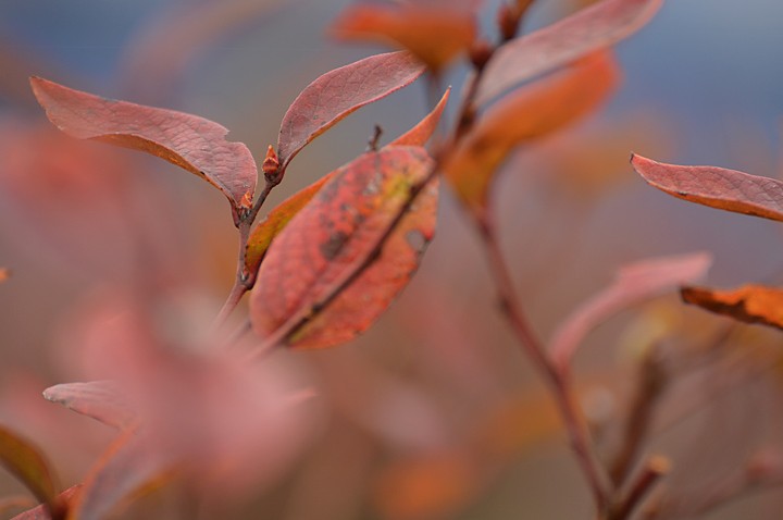 ブルーベリーの紅葉