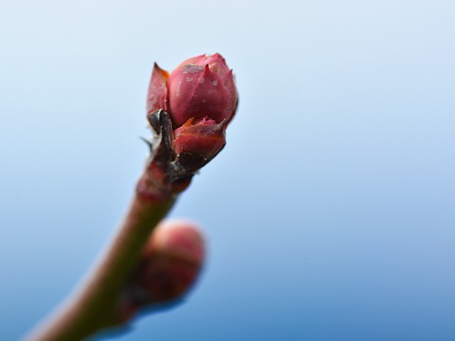 ブルーベリーの花芽　２０２０年２月中旬