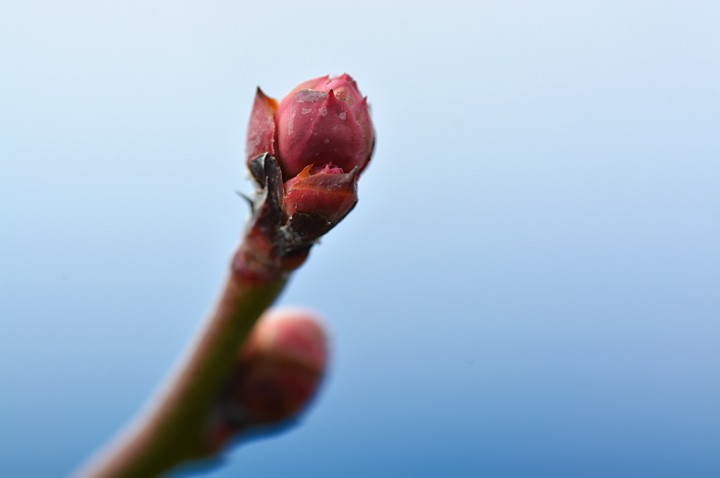 ブルーベリーの花芽　２０２０年２月中旬