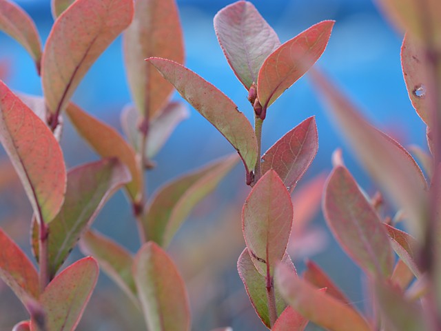 紅葉が始まっています。