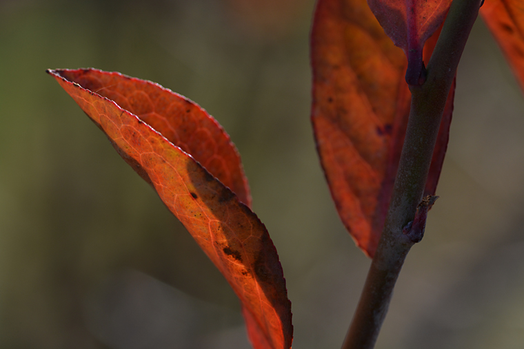 紅葉