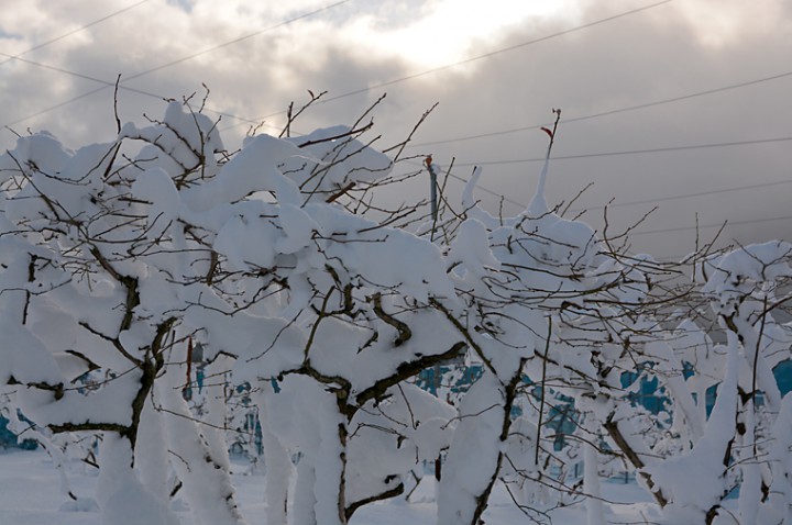 積雪の畑