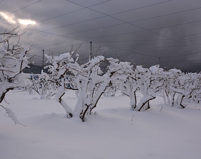 積雪のブルーベリー畑