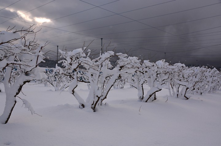 積雪のブルーベリー畑