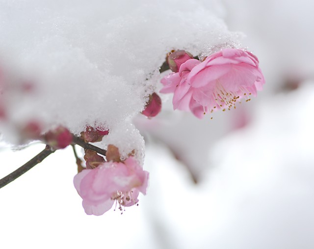 梅の開花