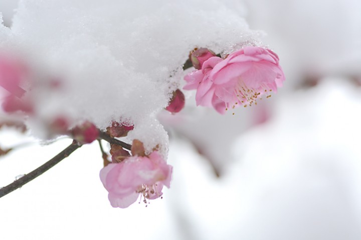 梅の開花