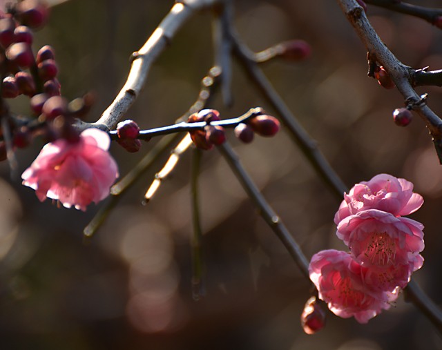 梅の開花　その２