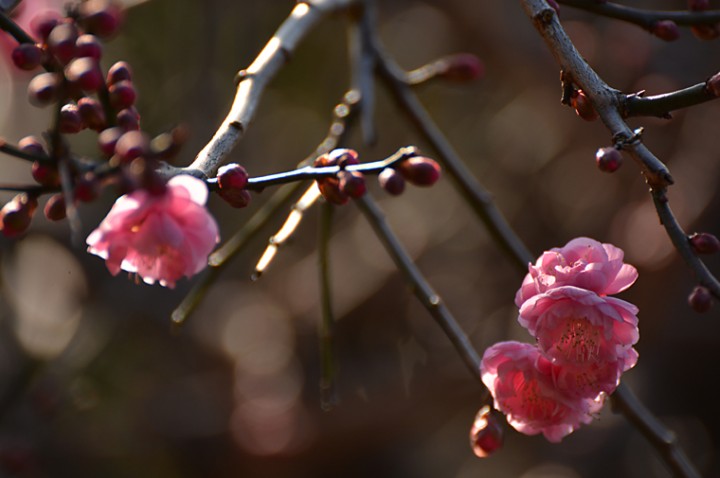 梅の開花　その２