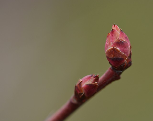 花芽が少し動いた感じですね