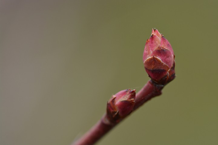 花芽が少し動いた感じですね