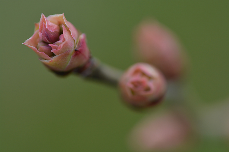 ブルーベリーの花芽