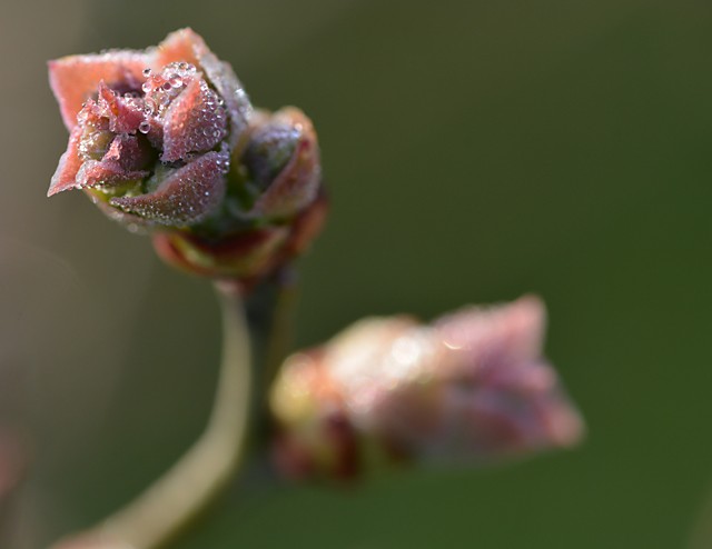 花芽が膨らんでいます