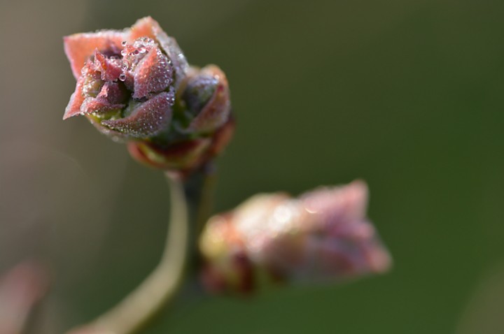 花芽が膨らんでいます