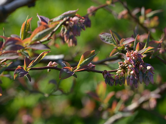 ブルーベリーの蕾　その後