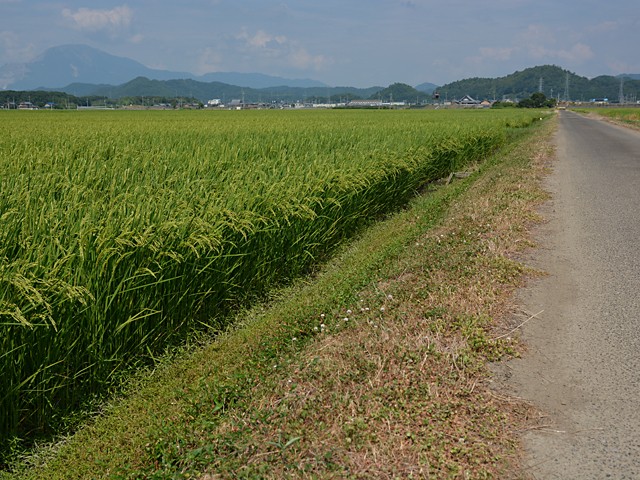 稲刈を待つ