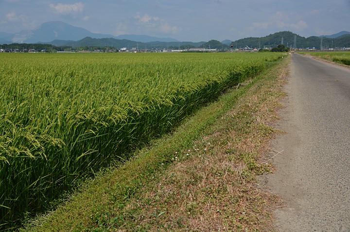 稲刈を待つ