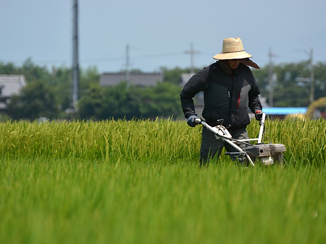 草との戦いが続いています