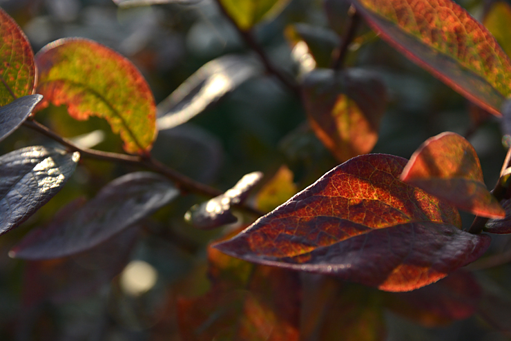 ブルーベリー紅葉