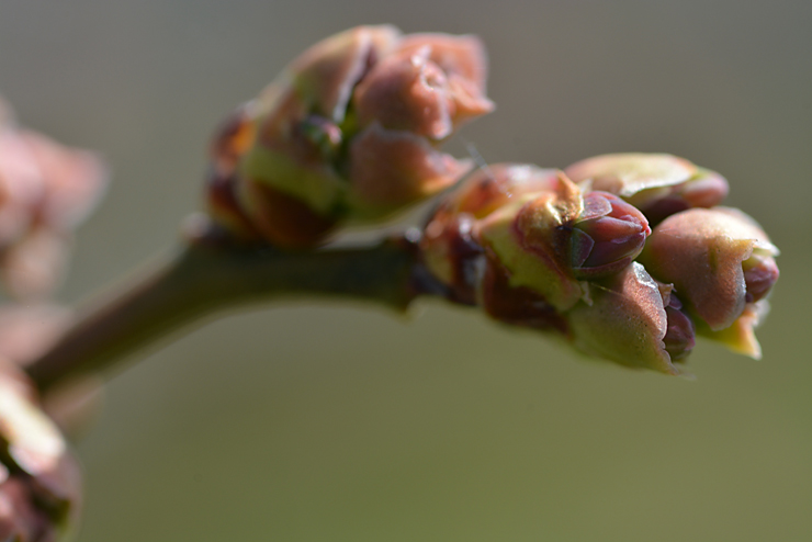 ブルーベリーの花芽