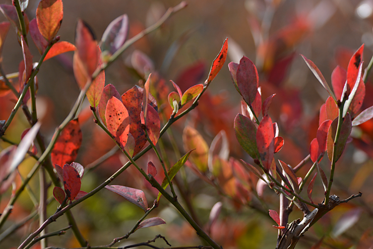 紅葉