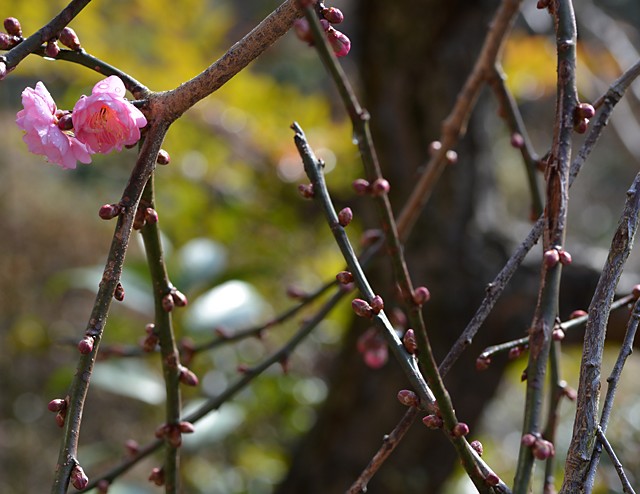 梅開花