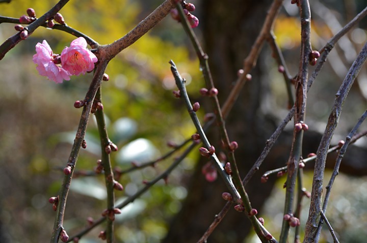 梅開花