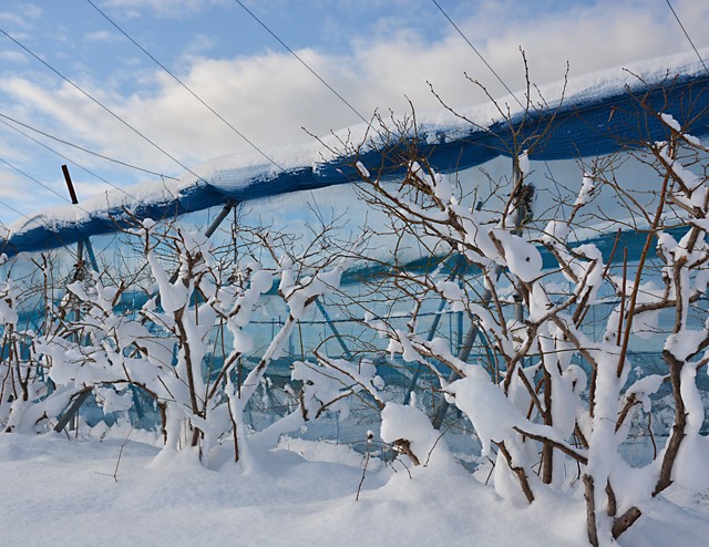 ブルーベリー畑の雪景色