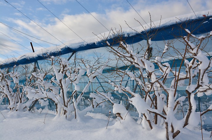 ブルーベリー畑の雪景色