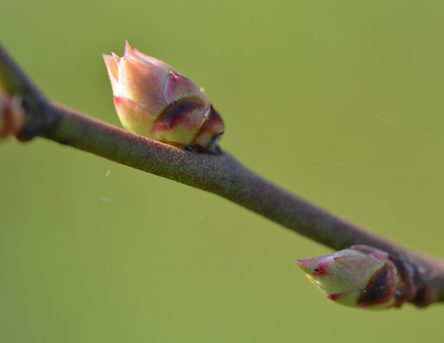 ３月のブルーベリーの花芽