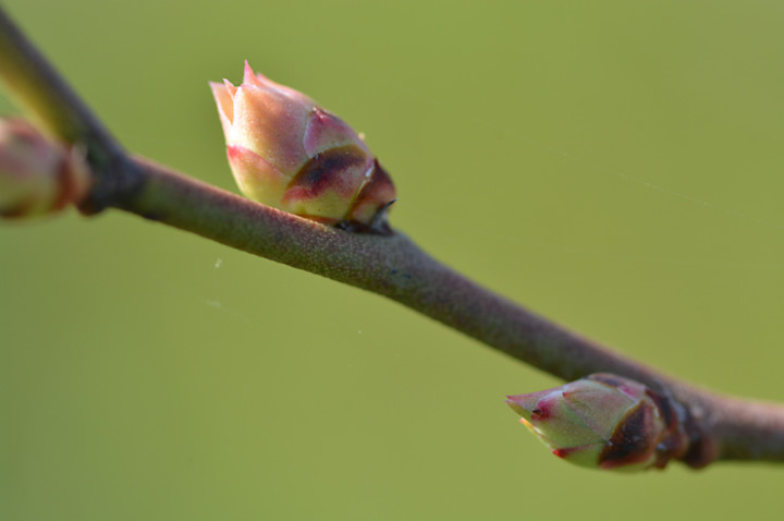 ３月のブルーベリーの花芽