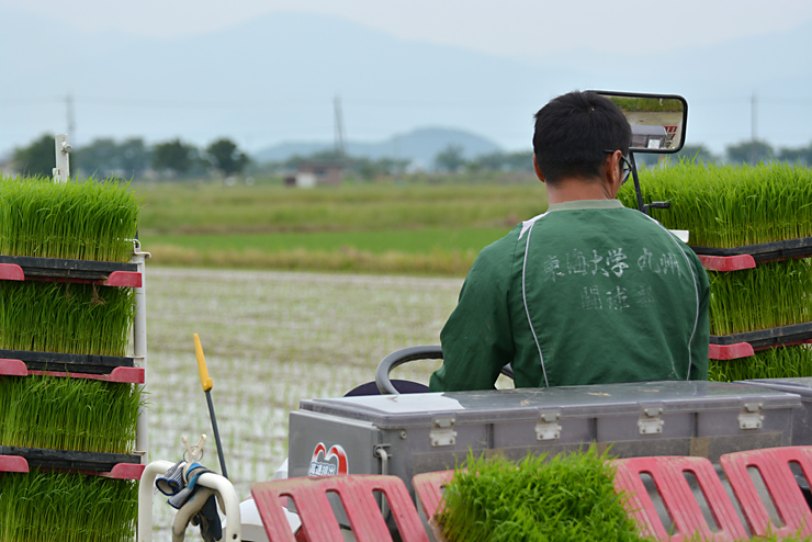 田植